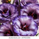 2025年3d彩票第200期开奖结果最新公布 4otg493