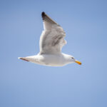 F1赛车在线直播:极速狂飙的视觉盛宴 7t2yq4od