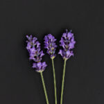 ESPN直播中文网:全天候体育赛事高清直播平台 c2o2as5y5