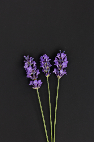 ESPN直播中文网:全天候体育赛事高清直播平台