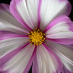 2025年历史开奖手机版官方数据查询入口 h8fj6