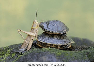 F1土耳其大奖赛正赛直播:维斯塔潘激战汉密尔顿