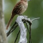 2025今晚开奖直播盛典即将震撼开启 k92gyl