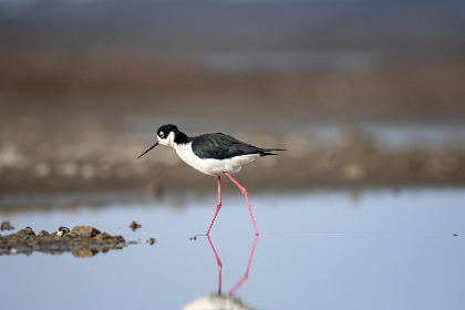 2025年2月福彩双色球最新开奖号码查询